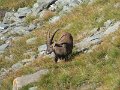 (207) Ibex